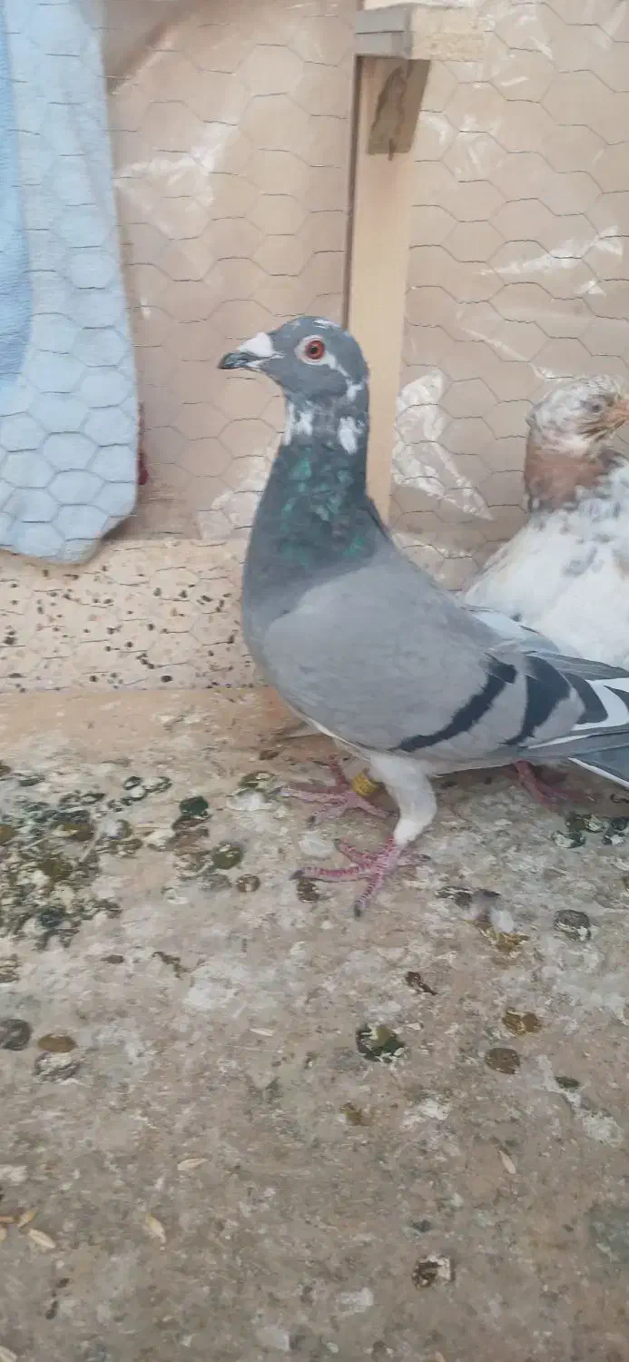 صید شب|پرنده|مشهد, نظام دوست|دیوار