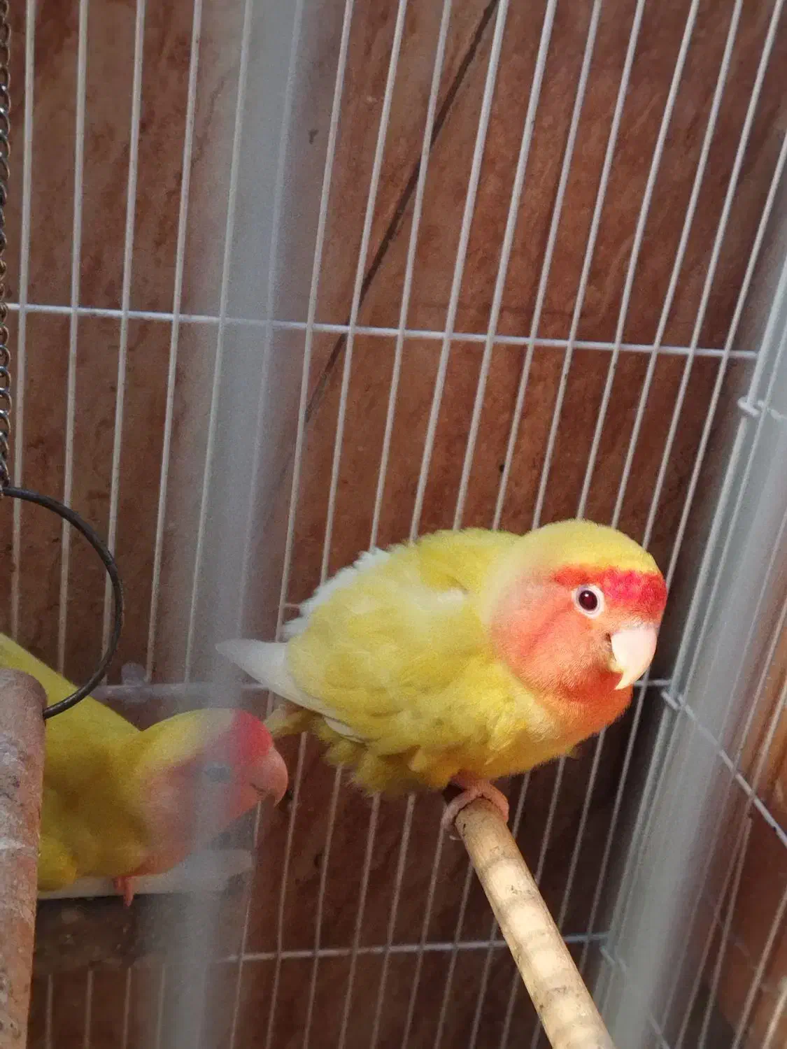 طوطی برزیلی|پرنده|بندر کنگان, |دیوار