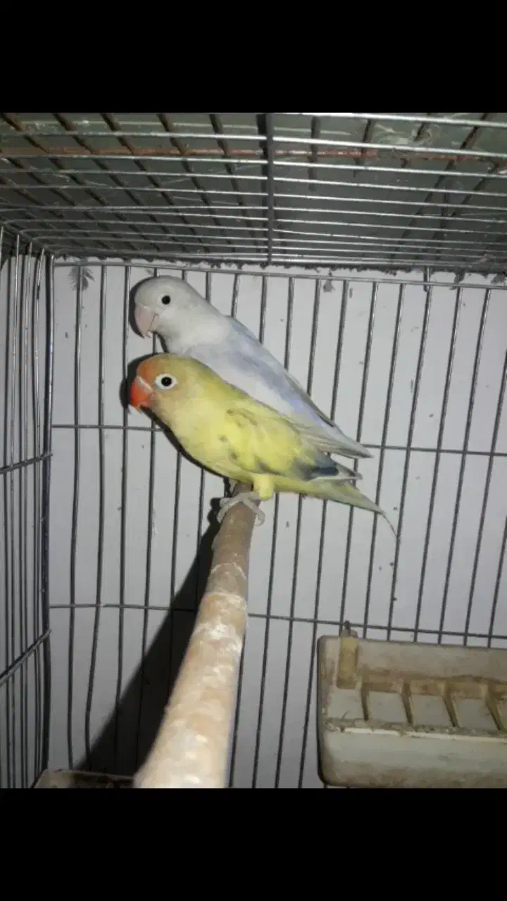 کوتوله طوطی برزیلی مولد روی تخم پاربلو پاید اوپال|پرنده|قائم‌شهر, |دیوار