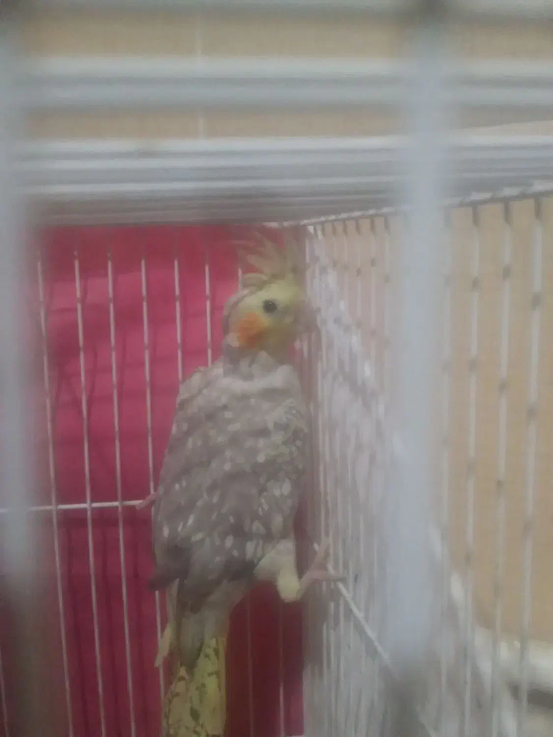 پرنده عروس هلندی|پرنده|چناران, |دیوار