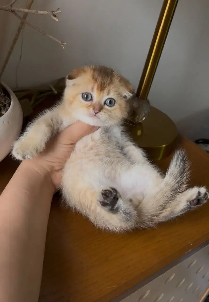 پرشین هیمالین|گربه|رامسر, |دیوار