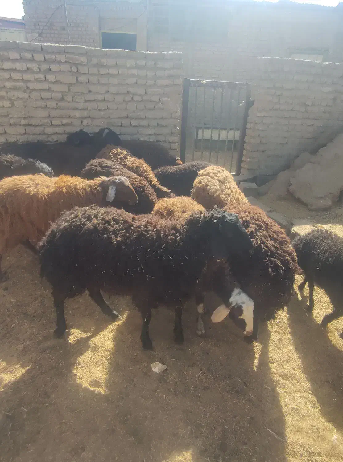 بره نر وماده|حیوانات مزرعه|پاکدشت, پاکدشت (مامازند)|دیوار