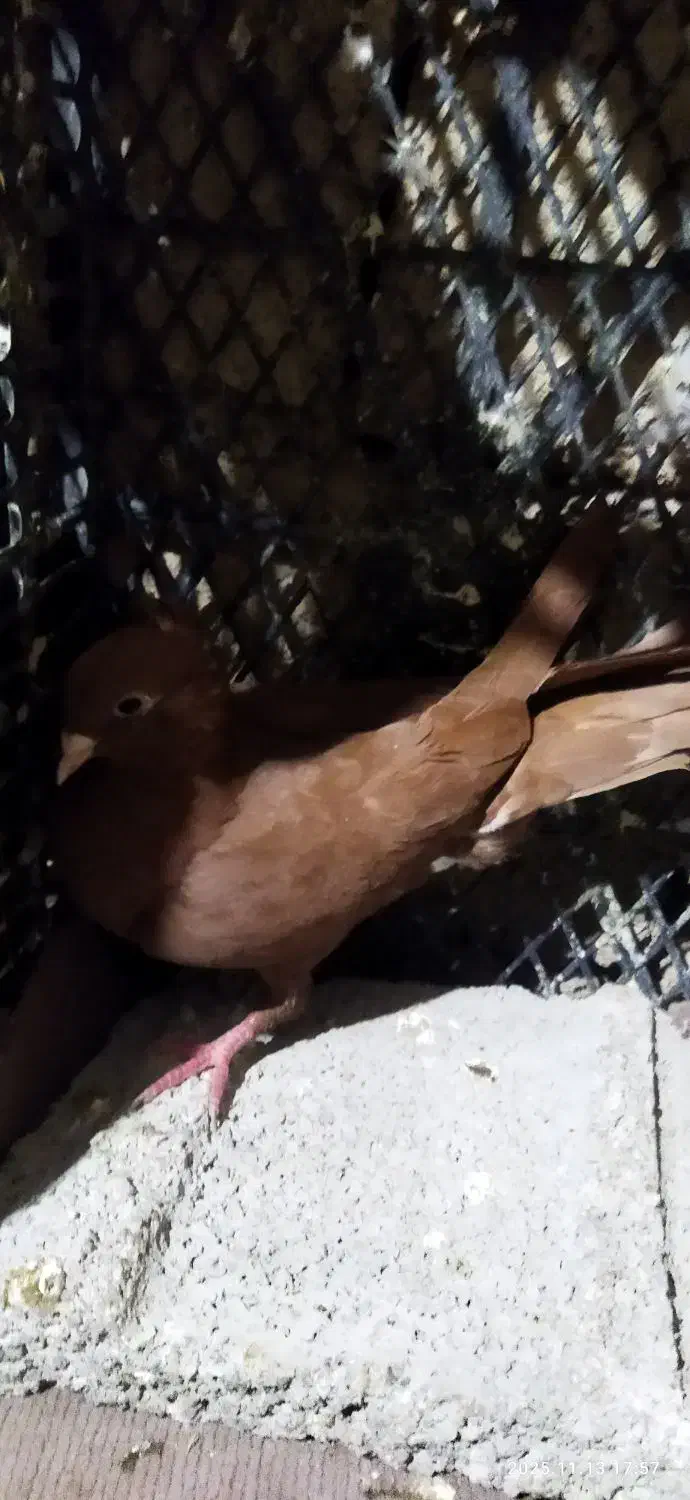 کبوتر|پرنده|دره شهر, |دیوار