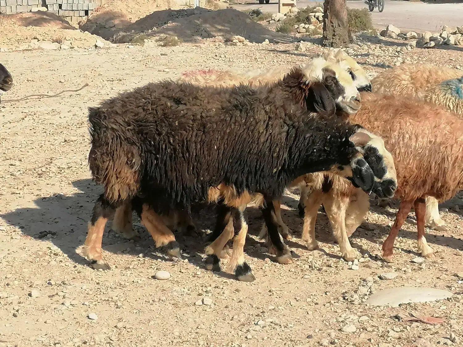 فروش 20 راس میش داشتی ابستن مایه کرده|حیوانات مزرعه|جره و بالاده, |دیوار