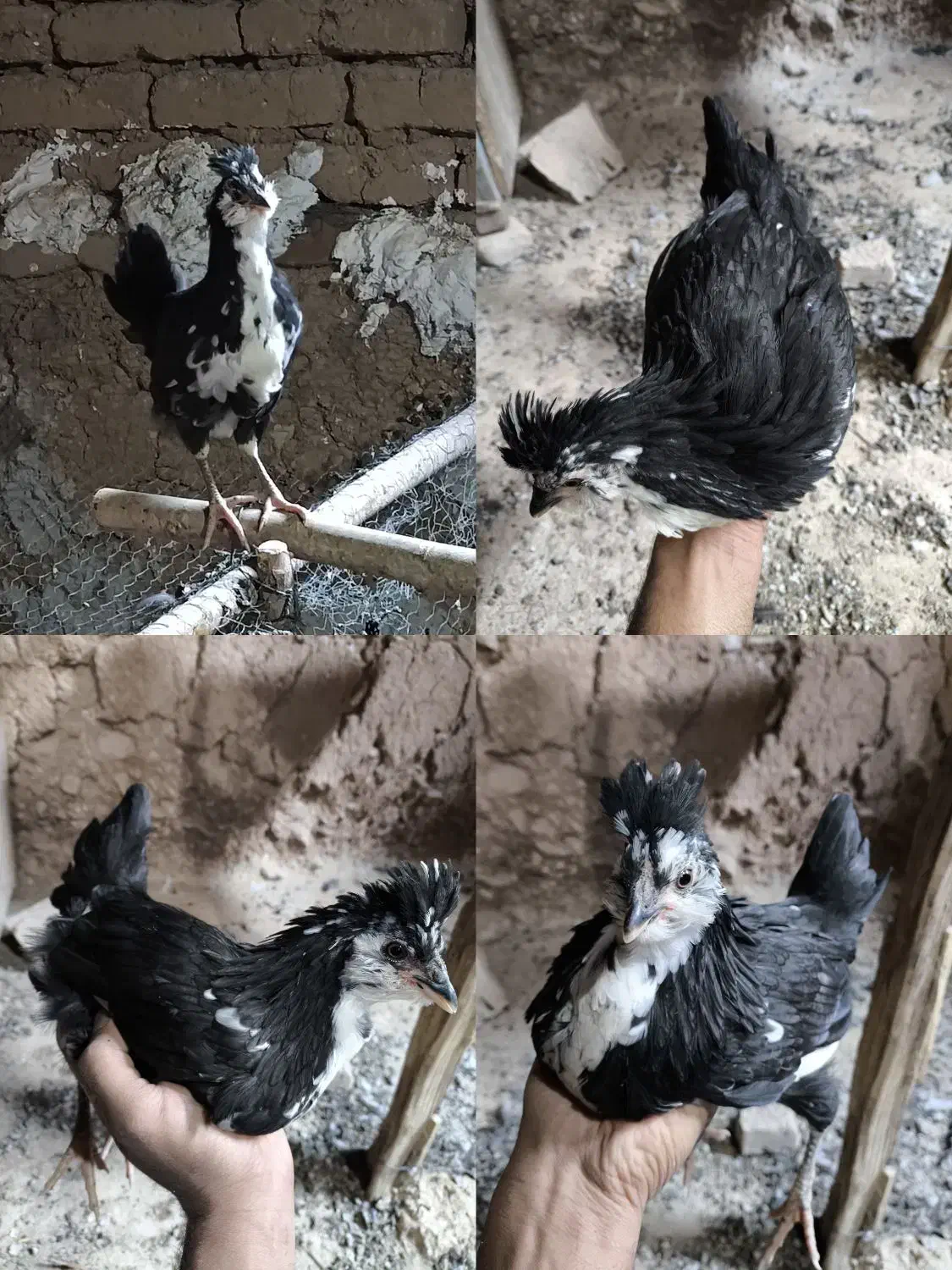 تخم نطفه دار گلین|حیوانات مزرعه|بن, |دیوار