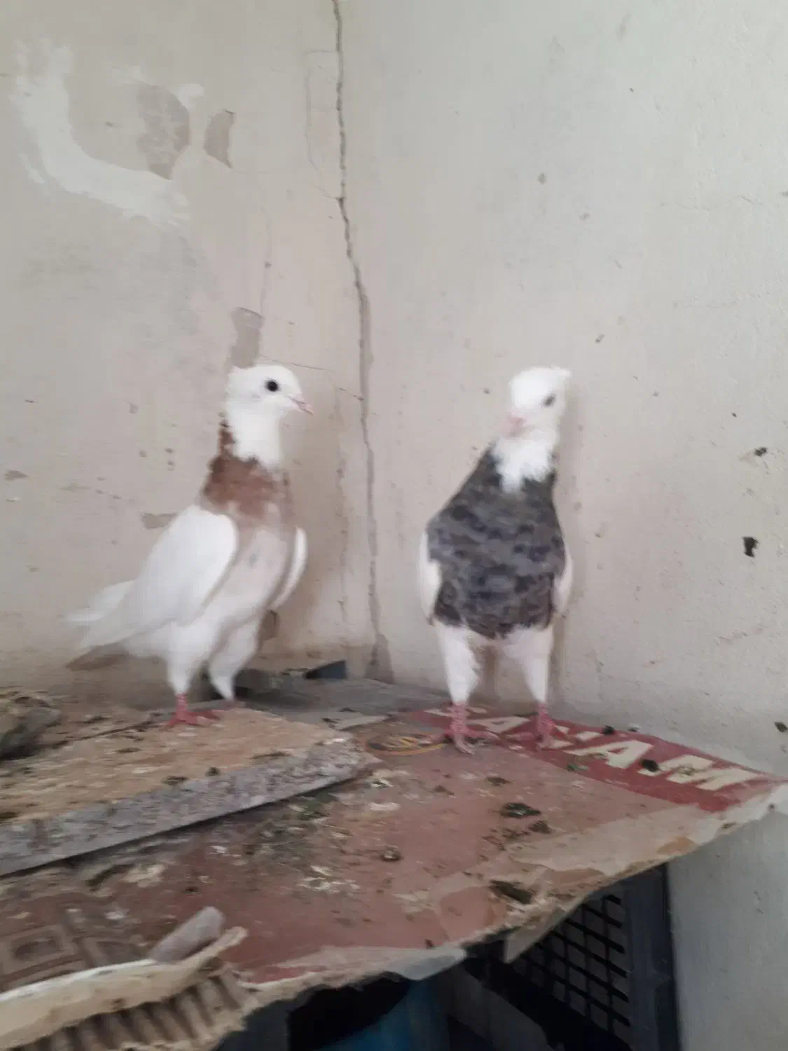 طوقی نر و ماده|پرنده|کرمانشاه, |دیوار