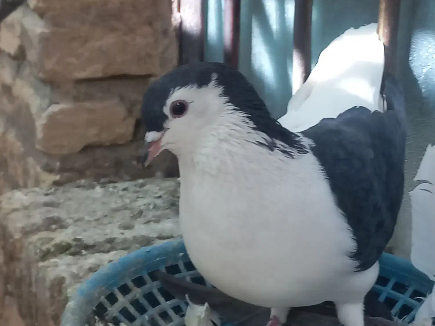 چندعددکبوتربرافروش دارم|پرنده|اندیمشک, |دیوار