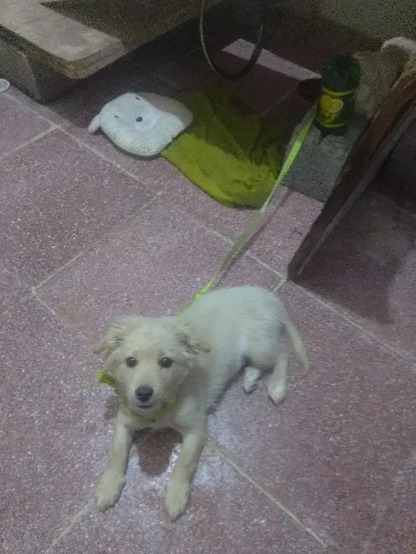 توضیحات داده شده|حیوانات|قشم, |دیوار