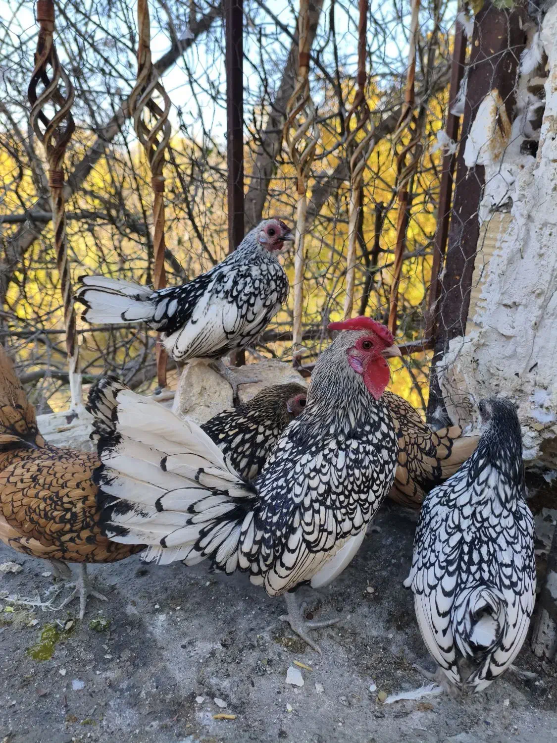 سیبرایت|حیوانات مزرعه|خوانسار, |دیوار