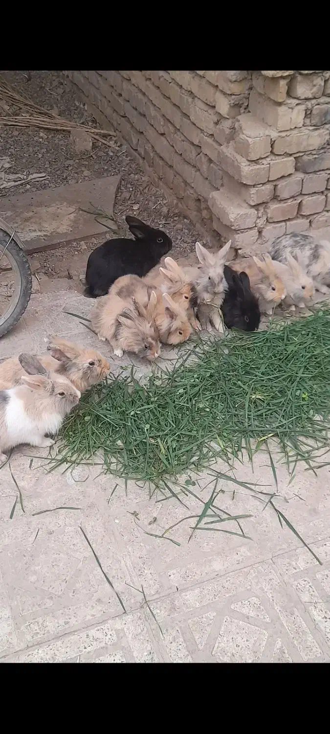 خرگوش لپ همه بالغ و بچه دار هستن|موش و خرگوش|خمینیشهر, |دیوار