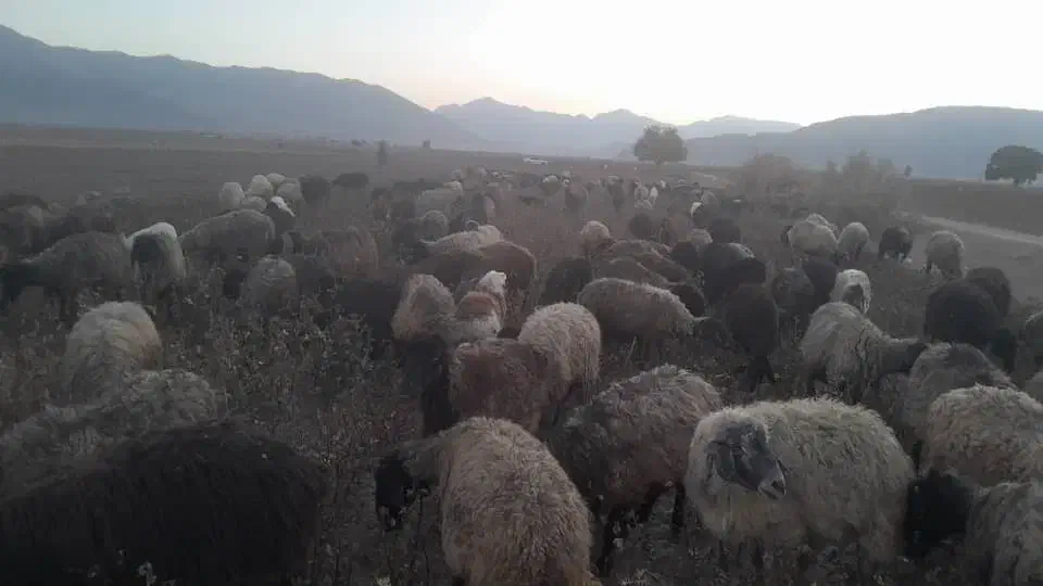 بره نر ده راس جفتی 85 تا نود عک بره نی نداشتم|حیوانات مزرعه|نی‌ریز, |دیوار