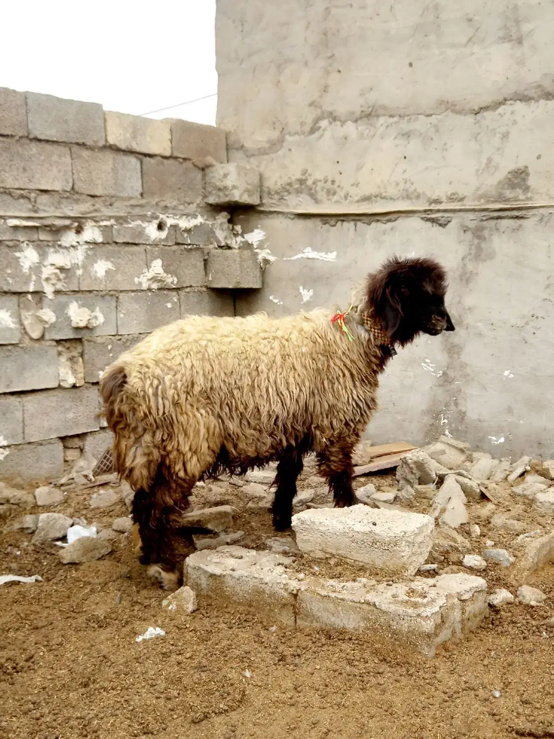 شیشک کله زنگ|حیوانات مزرعه|شوشتر, |دیوار