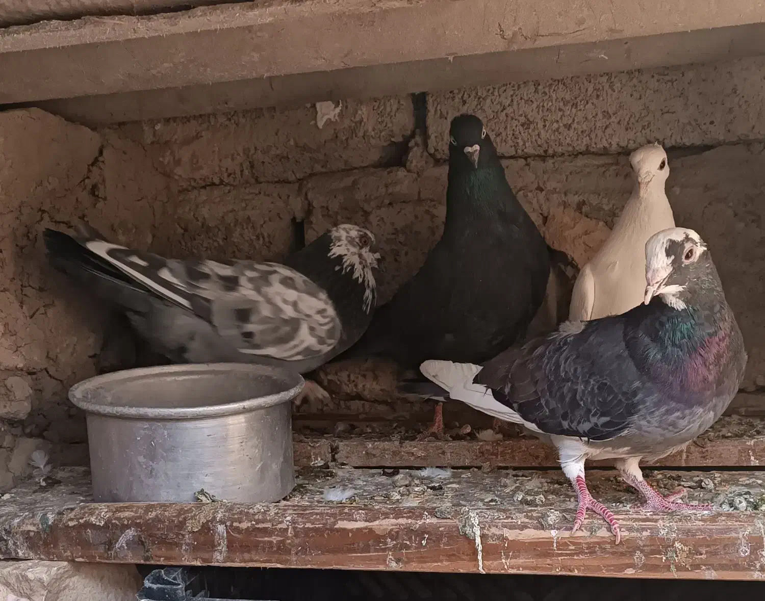 کبوتر زاق و تهرانی|پرنده|اسلام آباد, |دیوار