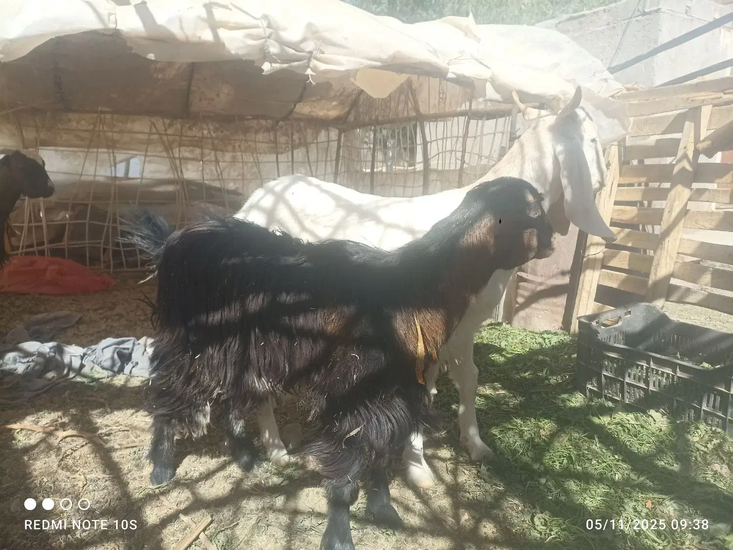 بز فروشی|حیوانات مزرعه|خاش, |دیوار