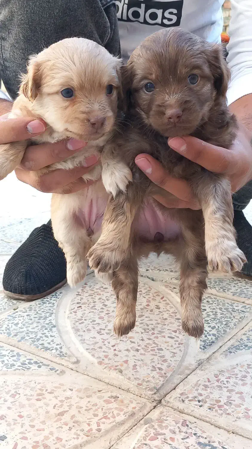 توله سگ پاکوتاه|سگ|گلپایگان, |دیوار