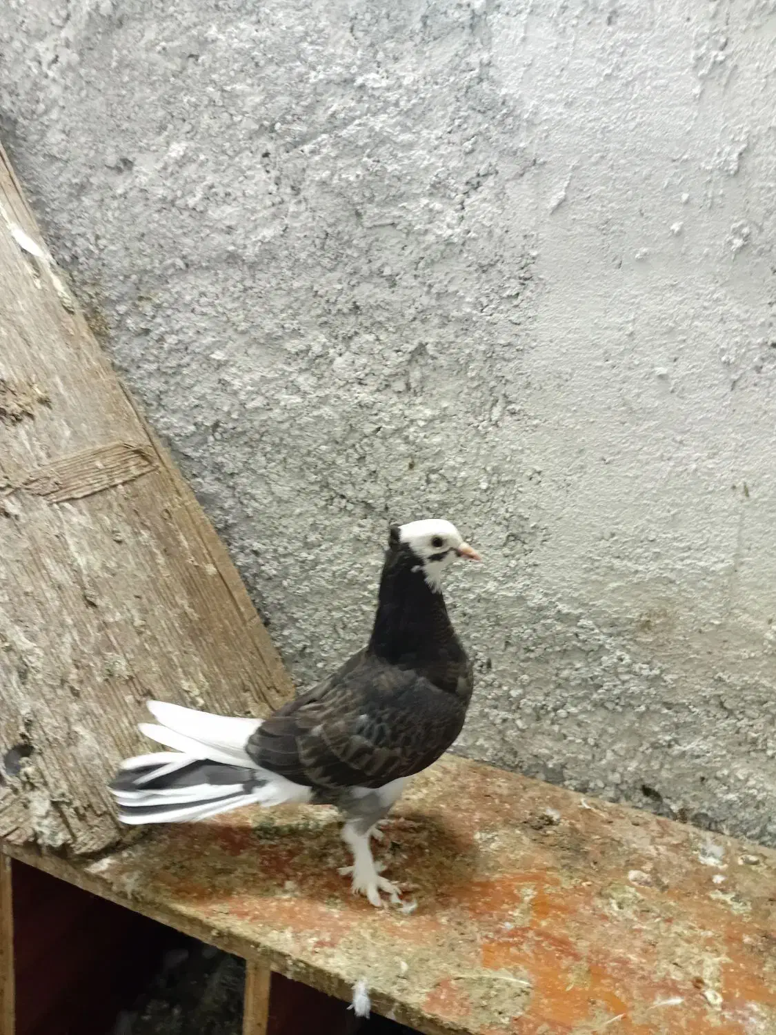 گفتر گره کوک درجایی|پرنده|میناب, |دیوار