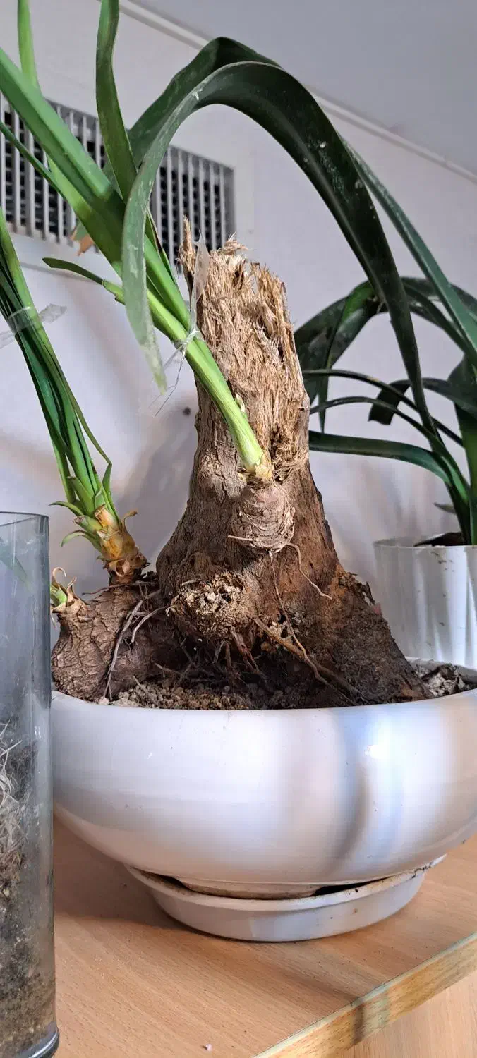 ماهی|ماهی|کرج, شاهین‌ویلا|دیوار