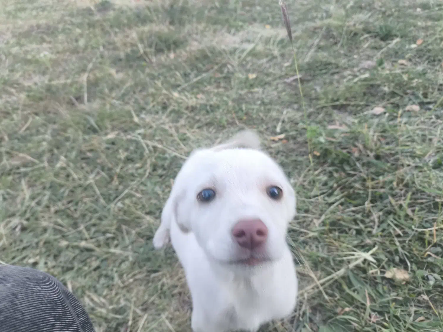 بیستی|سگ|اهر, |دیوار