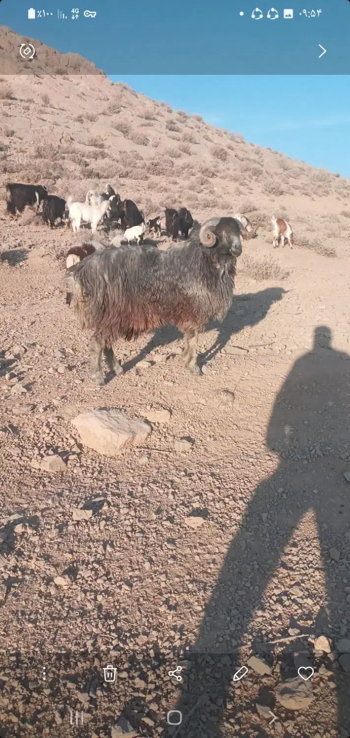 یک راس بره قوچ|حیوانات مزرعه|شیراز, پادگان ولیعصر|دیوار