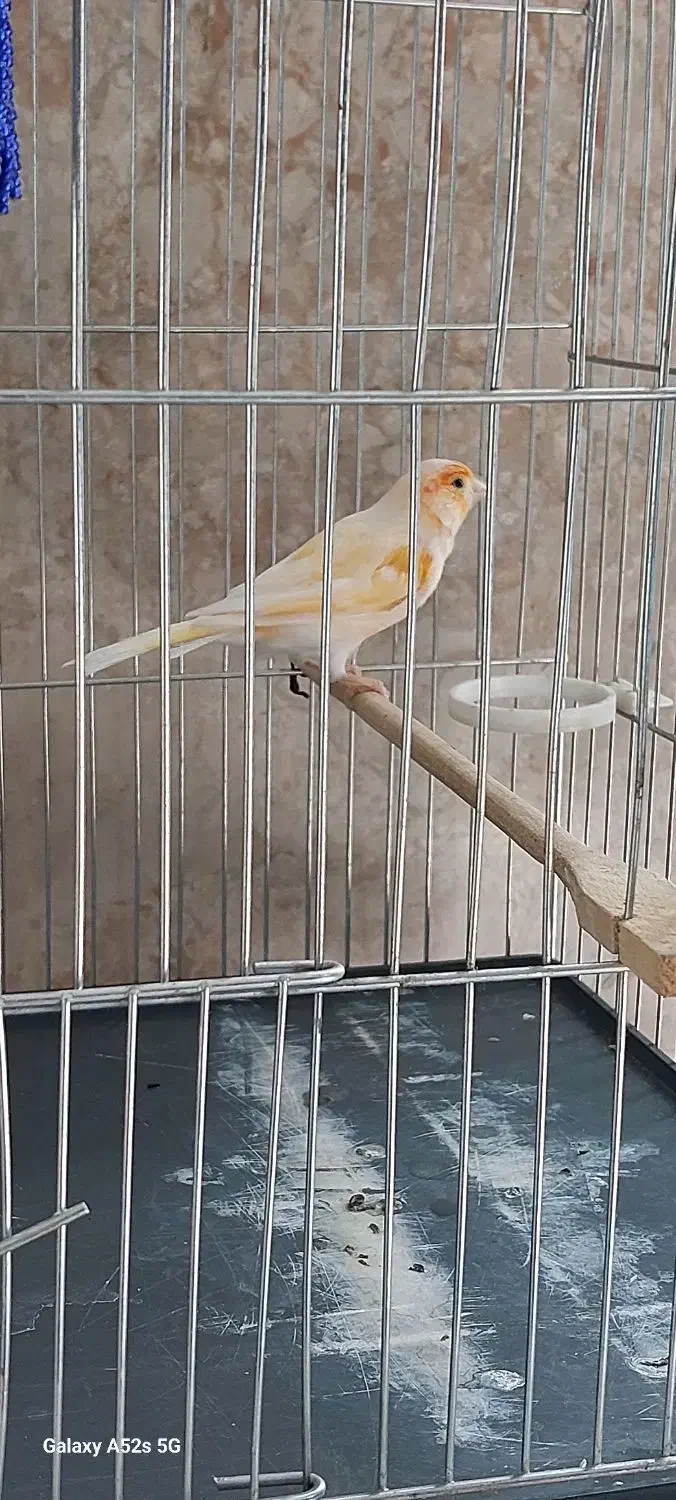 فروش قناری نر زیبا و بلند|پرنده|صحنه, |دیوار