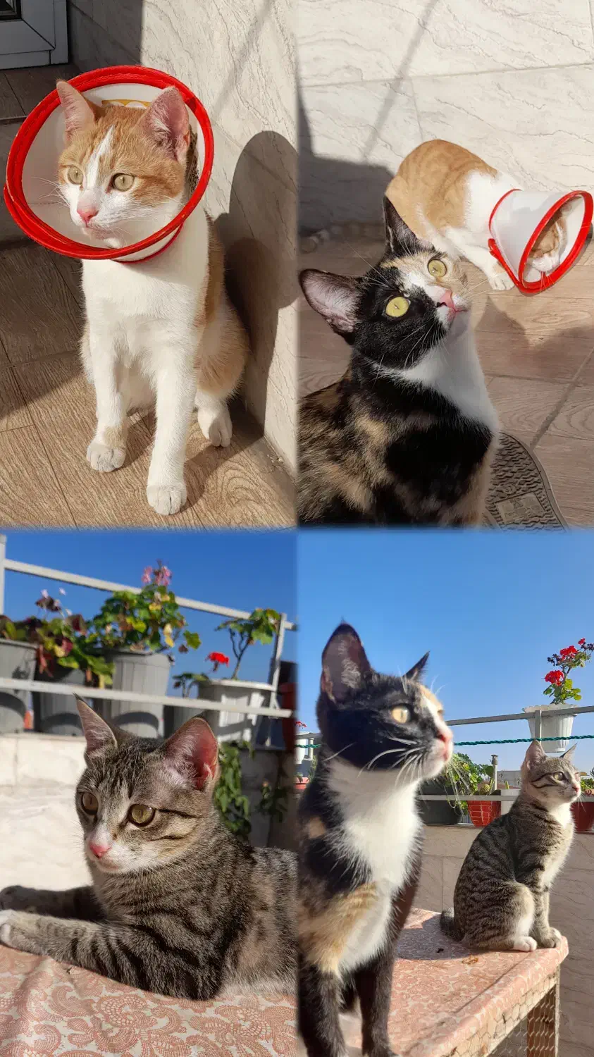 واگذاری گربه|گربه|رشت, خرسندی|دیوار