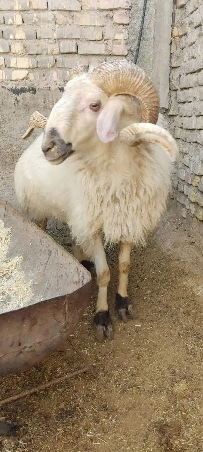 قوچ|حیوانات مزرعه|اقلید, |دیوار