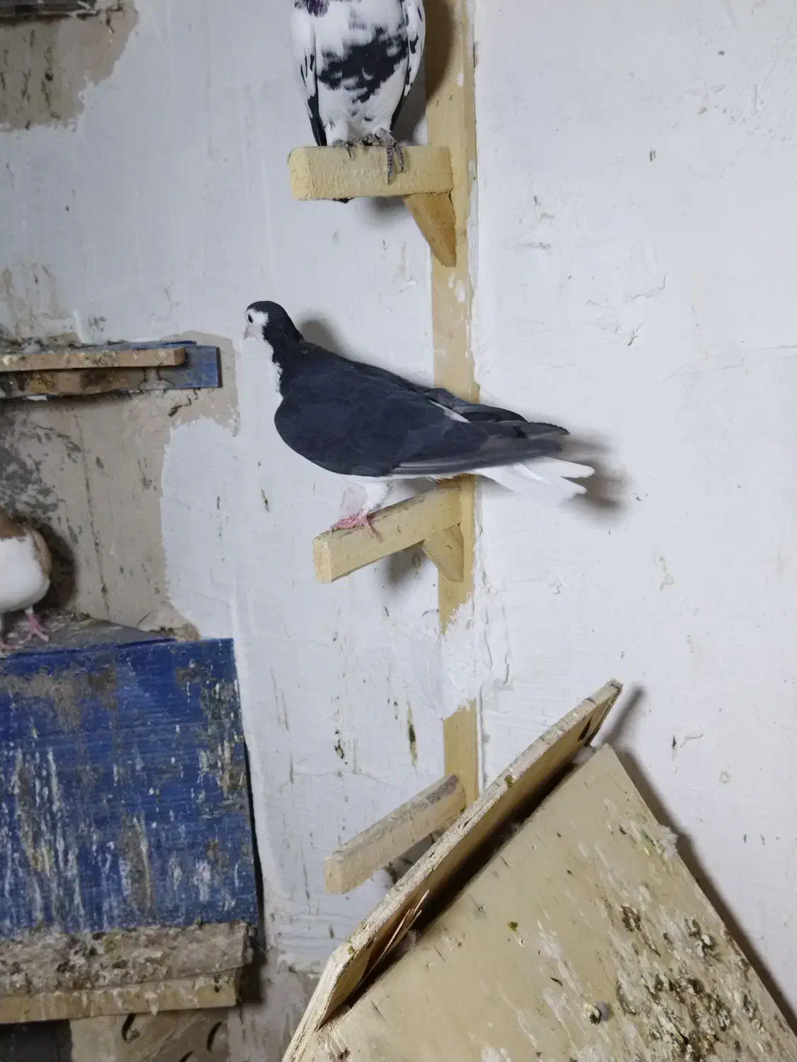 ساده سیاه ماده|پرنده|شاندیز, |دیوار