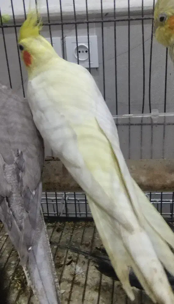 طوطی عروس هلندی مولد همه رنگ|پرنده|تالش, هشتپر|دیوار