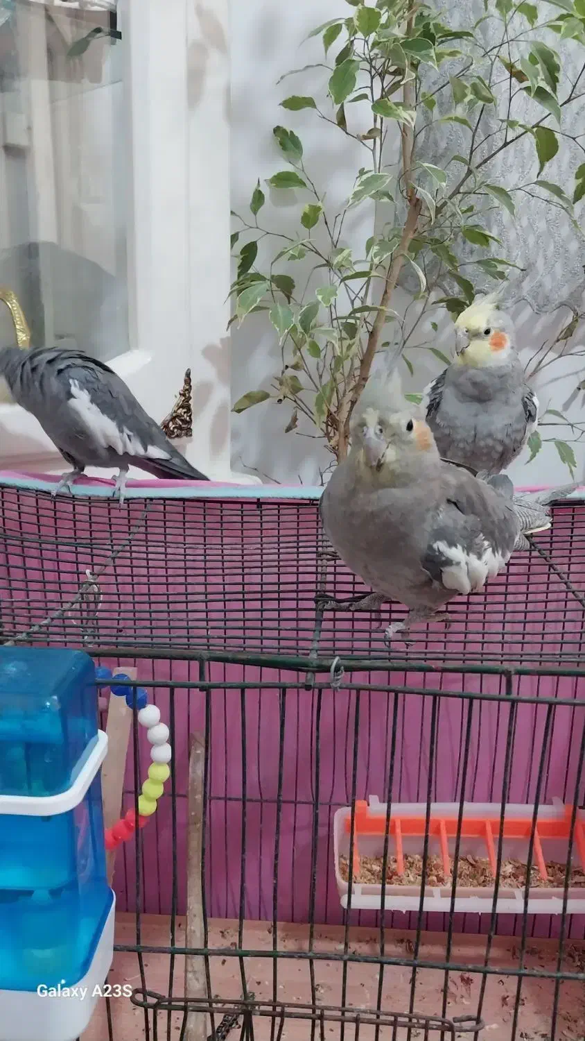 فروش عروس هلند ی|پرنده|گرمسار, |دیوار