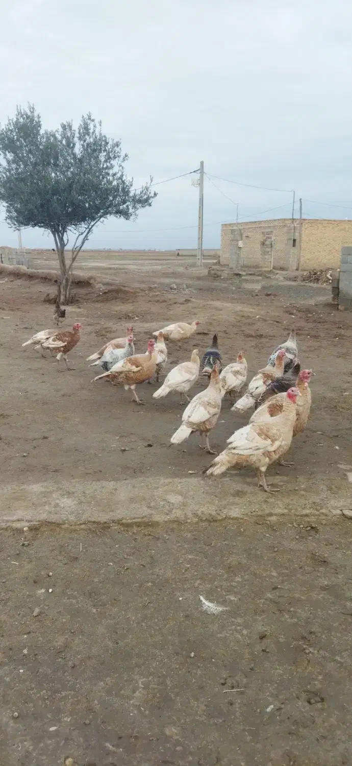 بوقلمون نر|حیوانات مزرعه|گنبد کاووس, |دیوار