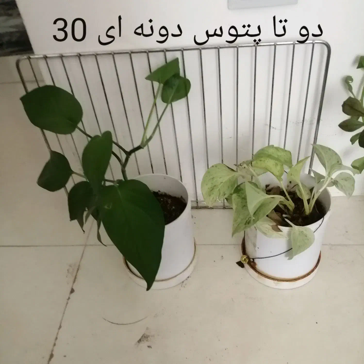 گلهای طبیعی بدلیل اسباب کشی، بلوار طلاییه|گل و گیاه طبیعی|شیراز, میانرود|دیوار