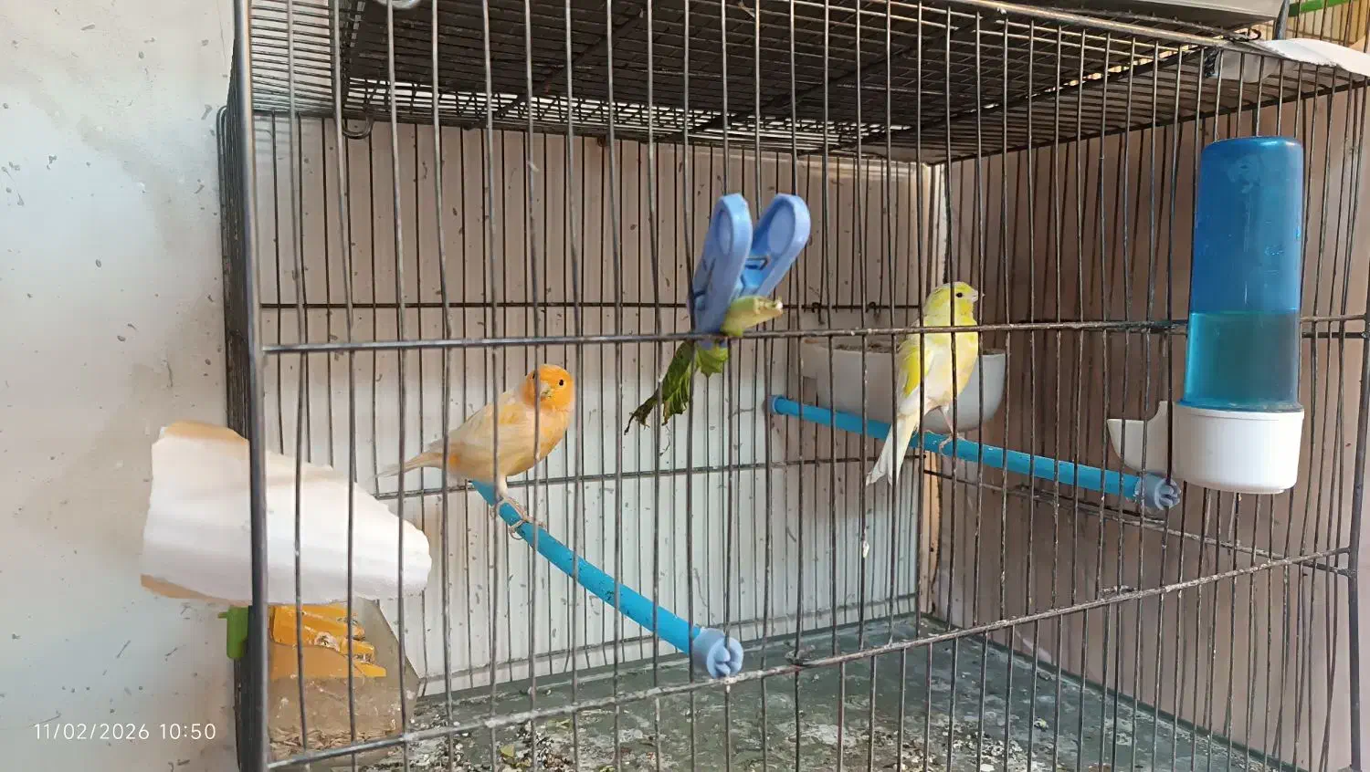 جفت قناری|پرنده|اردبیل, |دیوار