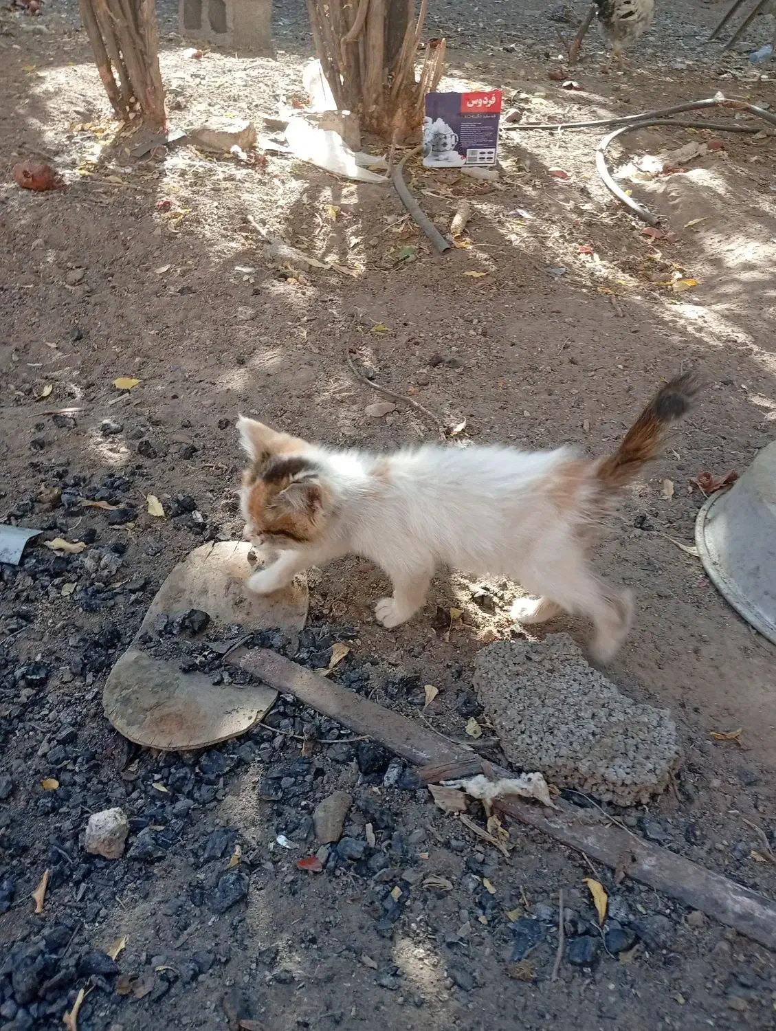 بچه گربه رایگان|گربه|خبر, |دیوار