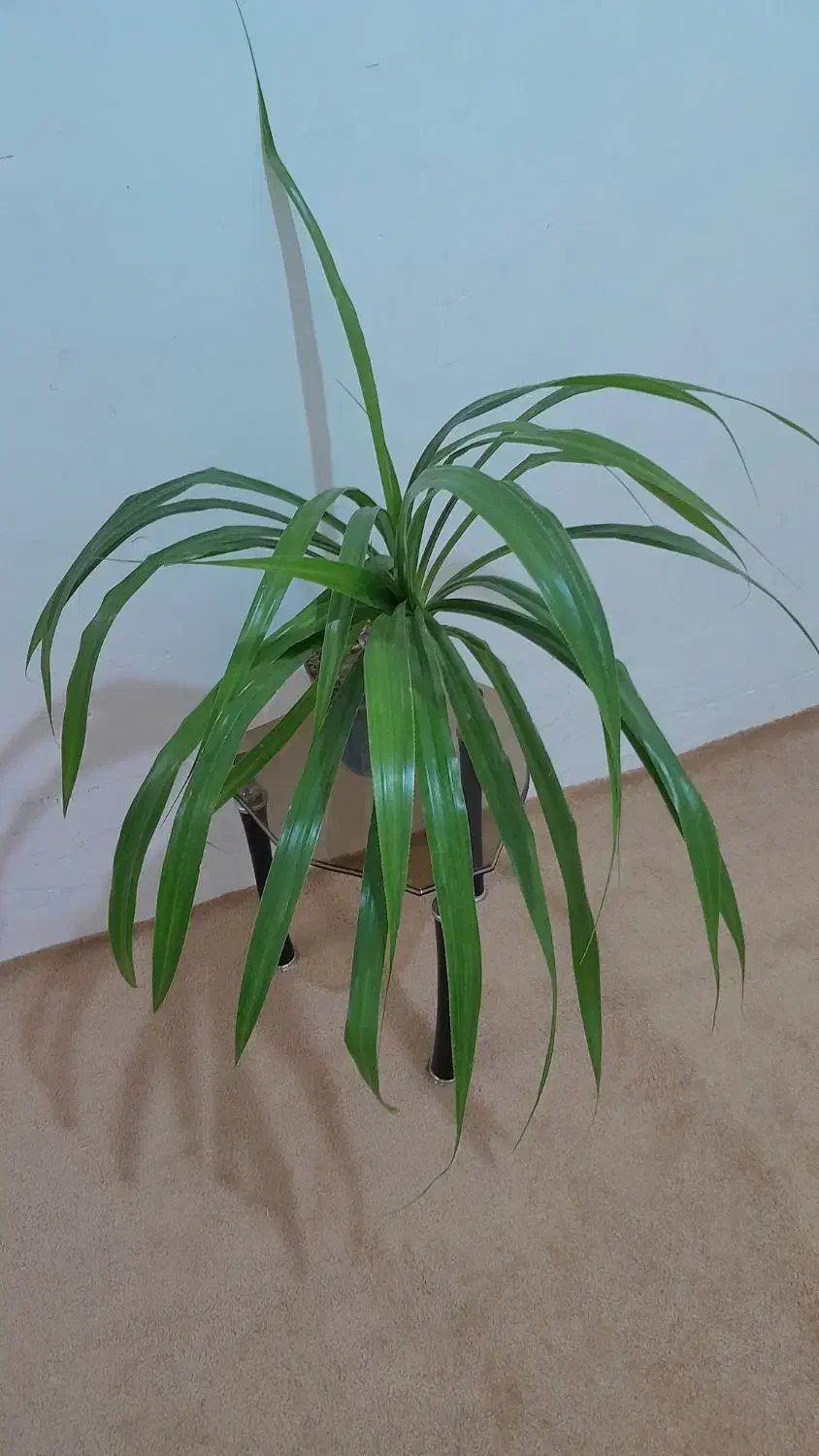 گل۸|گل و گیاه طبیعی|فسا, |دیوار