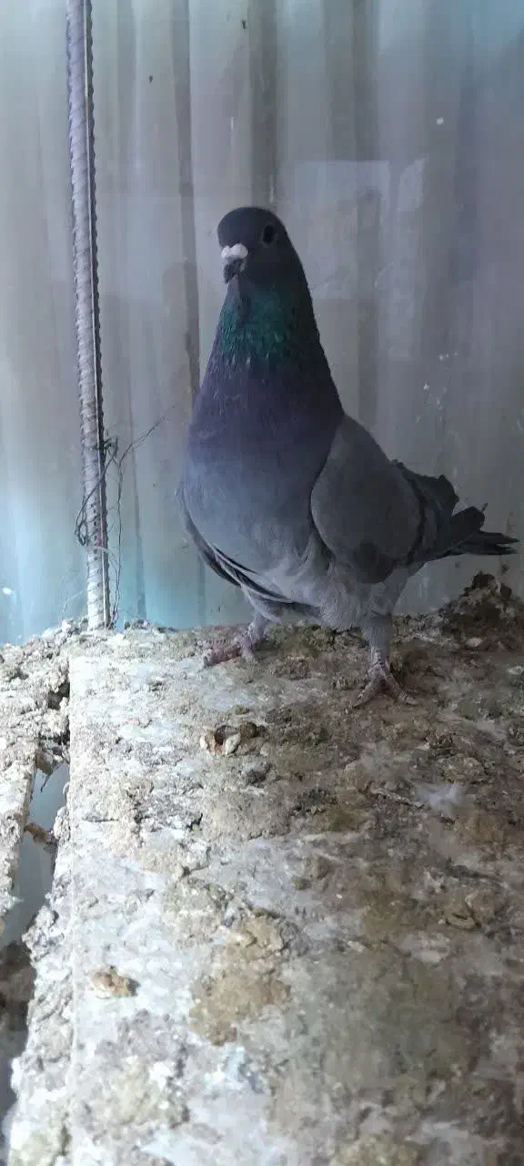 کبوتر ماده فیروزه شیرین پر|پرنده|اصفهان, پوریای ولی|دیوار