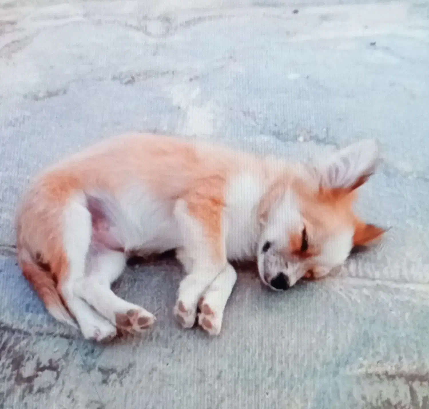 فروشی سگ ماده فوری|سگ|مرودشت, فاز دوم شهرک فرهنگیان|دیوار