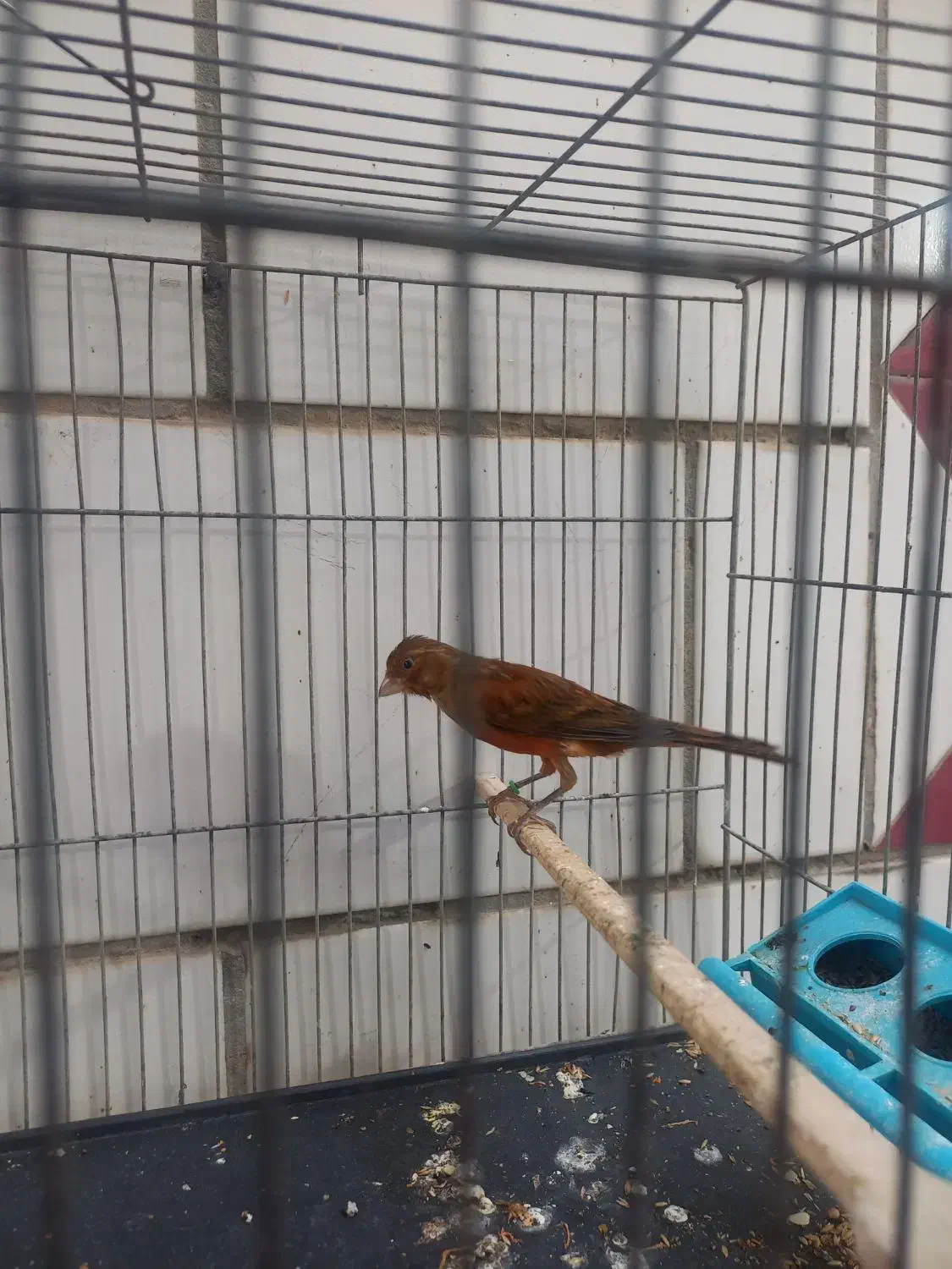 قناری ریزه خون|پرنده|بندر ماهشهر, |دیوار