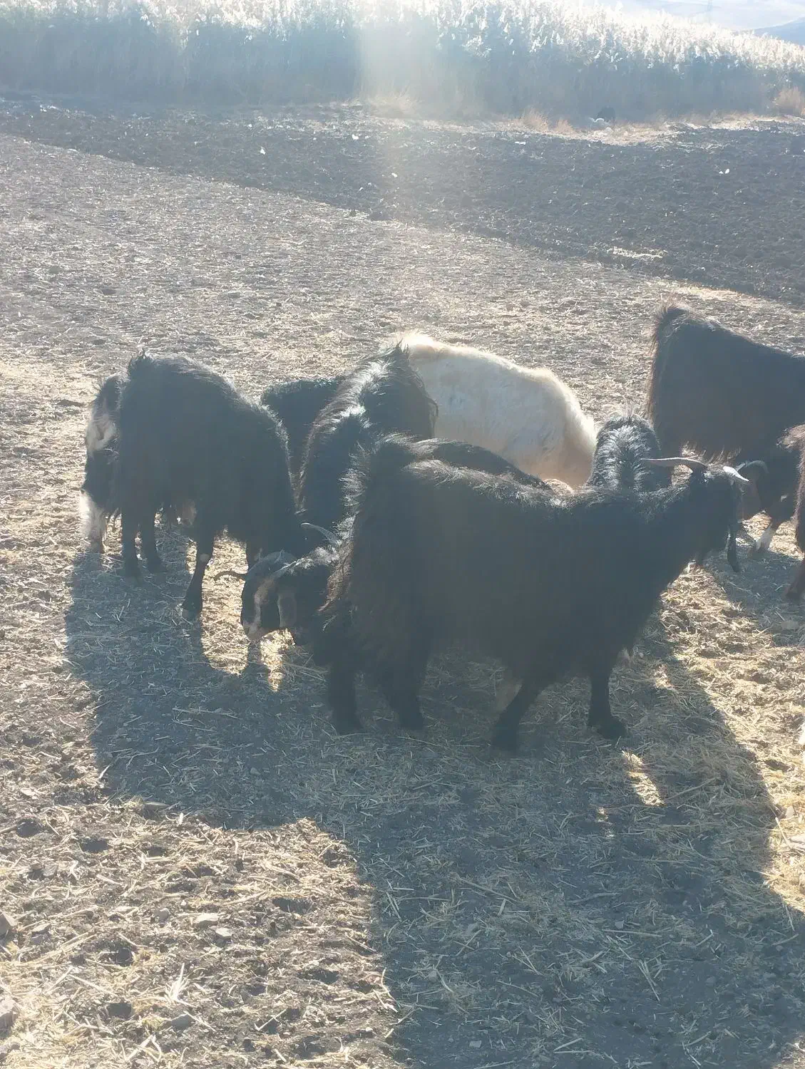 بزغاله بز میش|حیوانات مزرعه|کرمانشاه, |دیوار