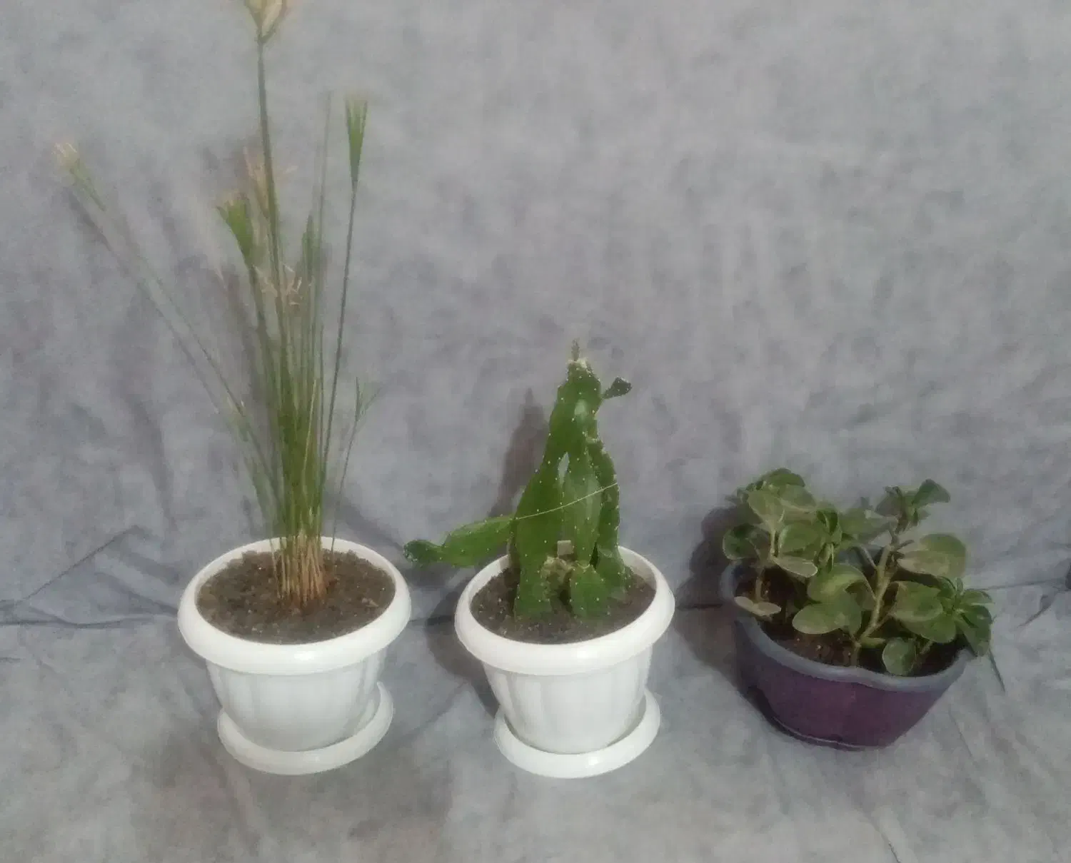 گل با گلدان|گل و گیاه طبیعی|تربت‌حیدریه, منظر|دیوار