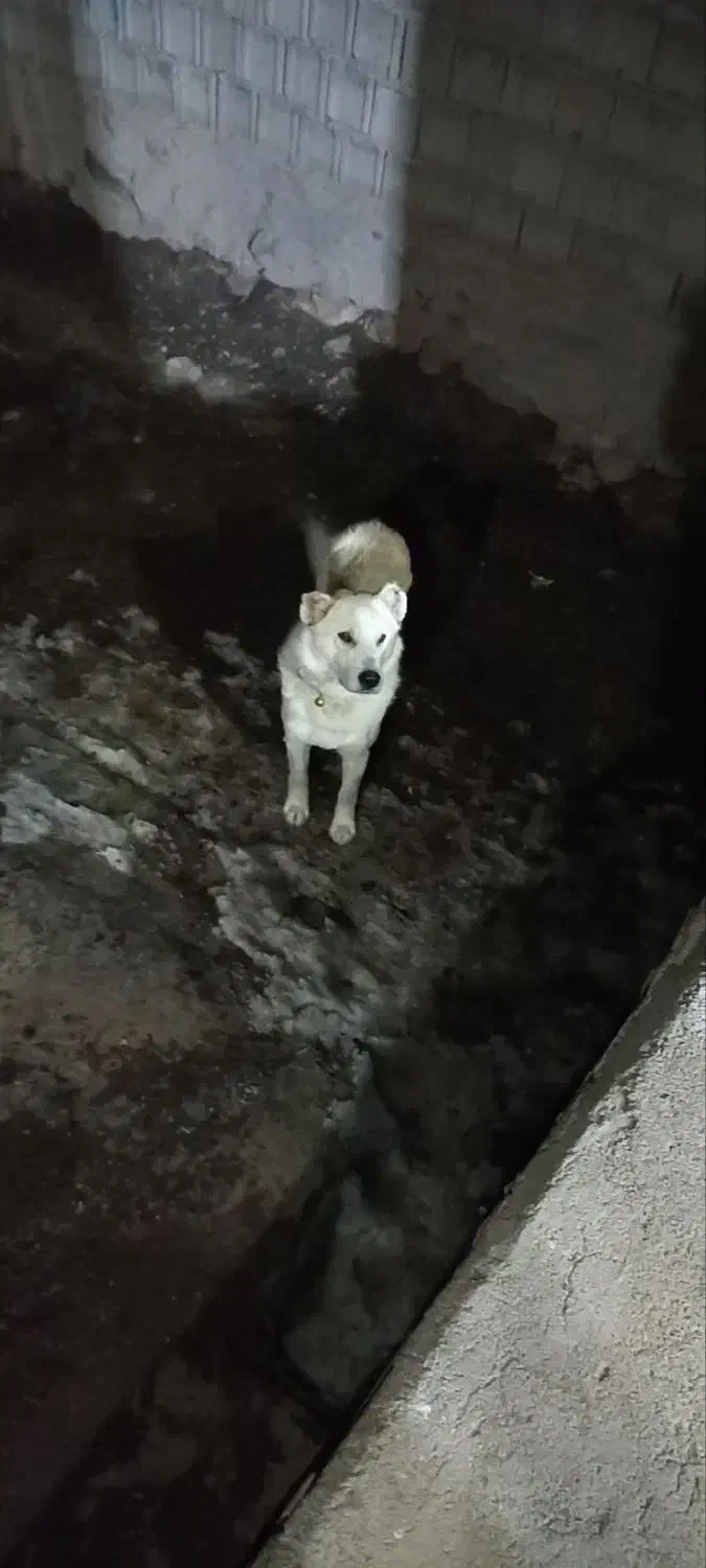 سگ نر|سگ|مشگین شهر, |دیوار