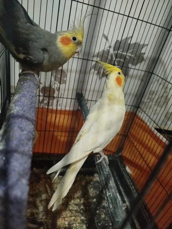 عروس هلندی|پرنده|معصومیه, |دیوار