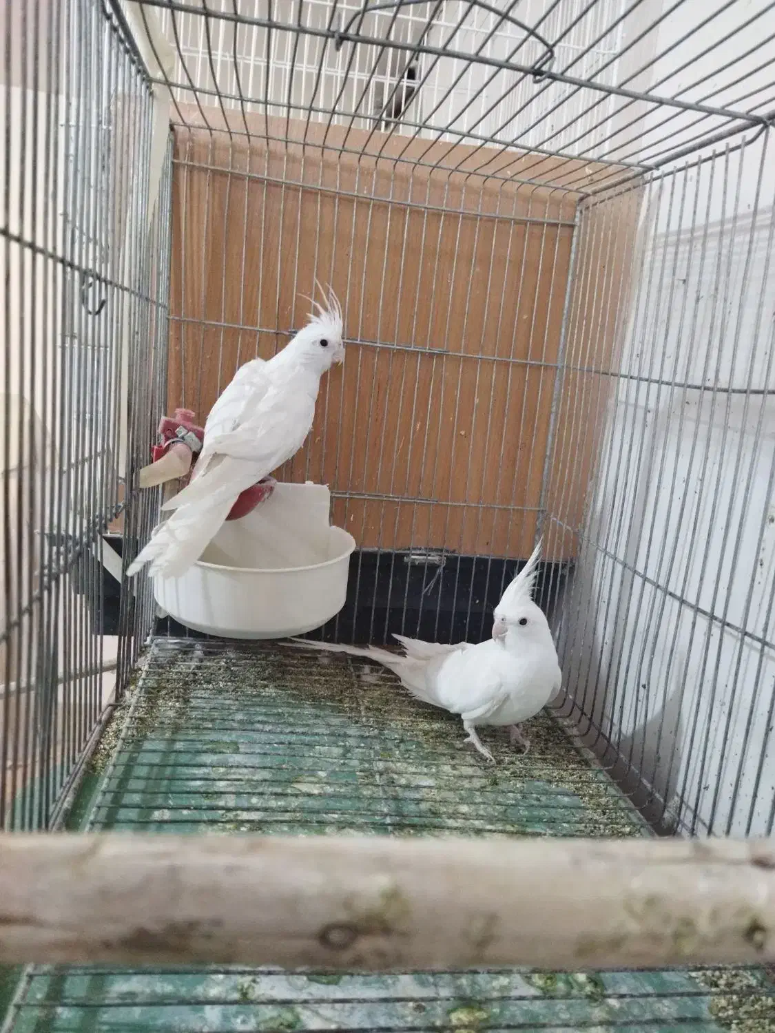 آلبینو وایت فیس مولد|پرنده|خمینیشهر, |دیوار