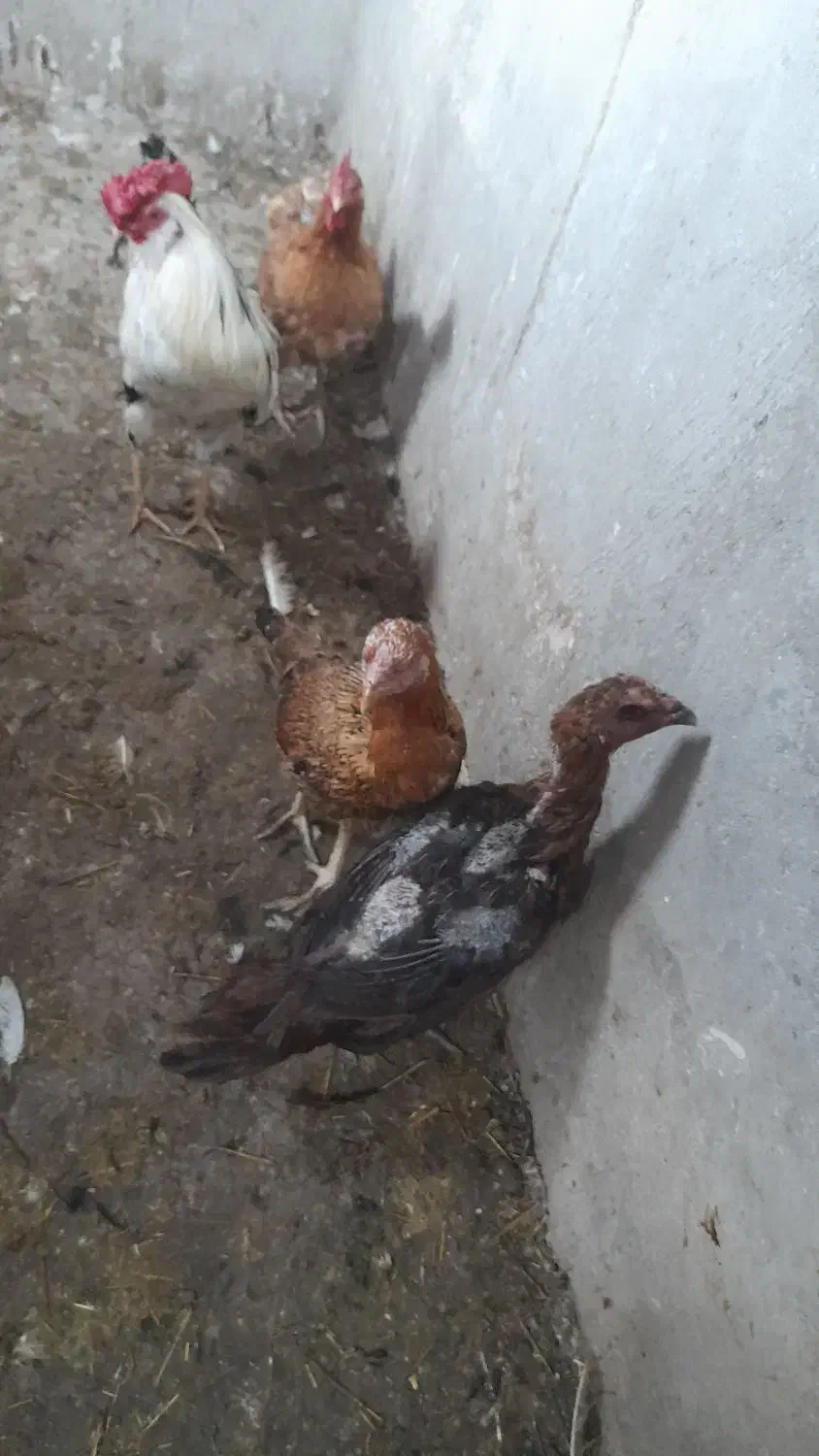 مرغ تخمگذار|حیوانات مزرعه|سهند, |دیوار