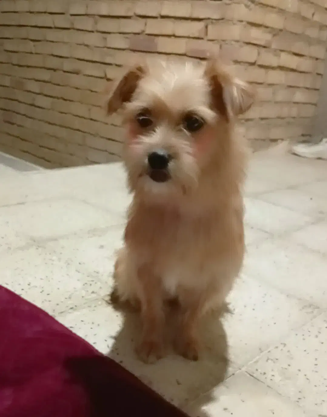 پاپی زیبا|سگ|مشهد, کشف|دیوار