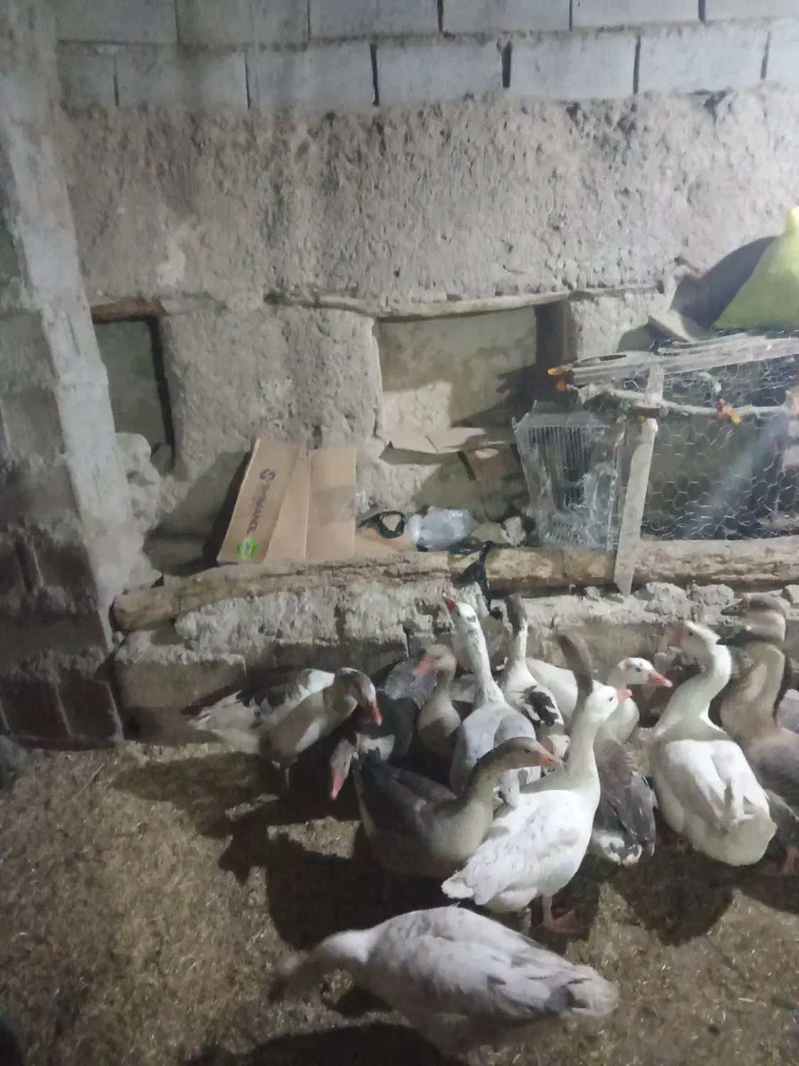 غاز و اردک|حیوانات مزرعه|مشگین شهر, |دیوار