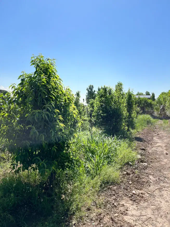 باغچه و زمین در امین آباد|فروش دفتر صنعتی، کشاورزی، تجاری|ری, امین آباد|دیوار