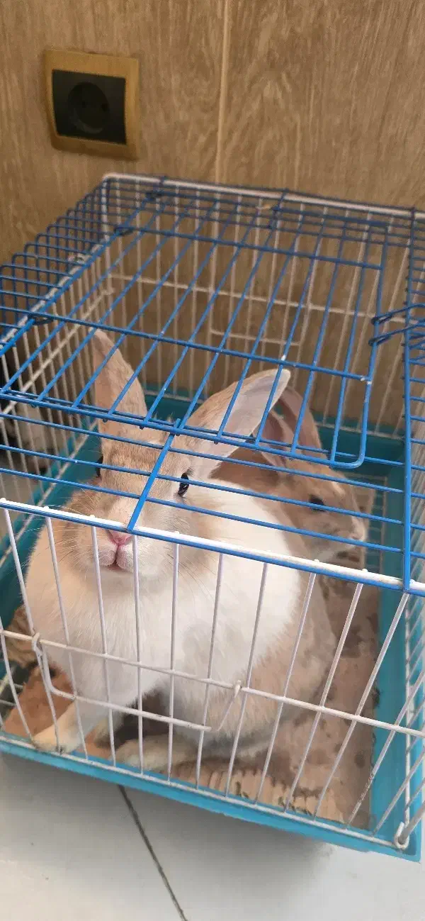 خرگوش|موش و خرگوش|ری, دولت‌آباد|دیوار