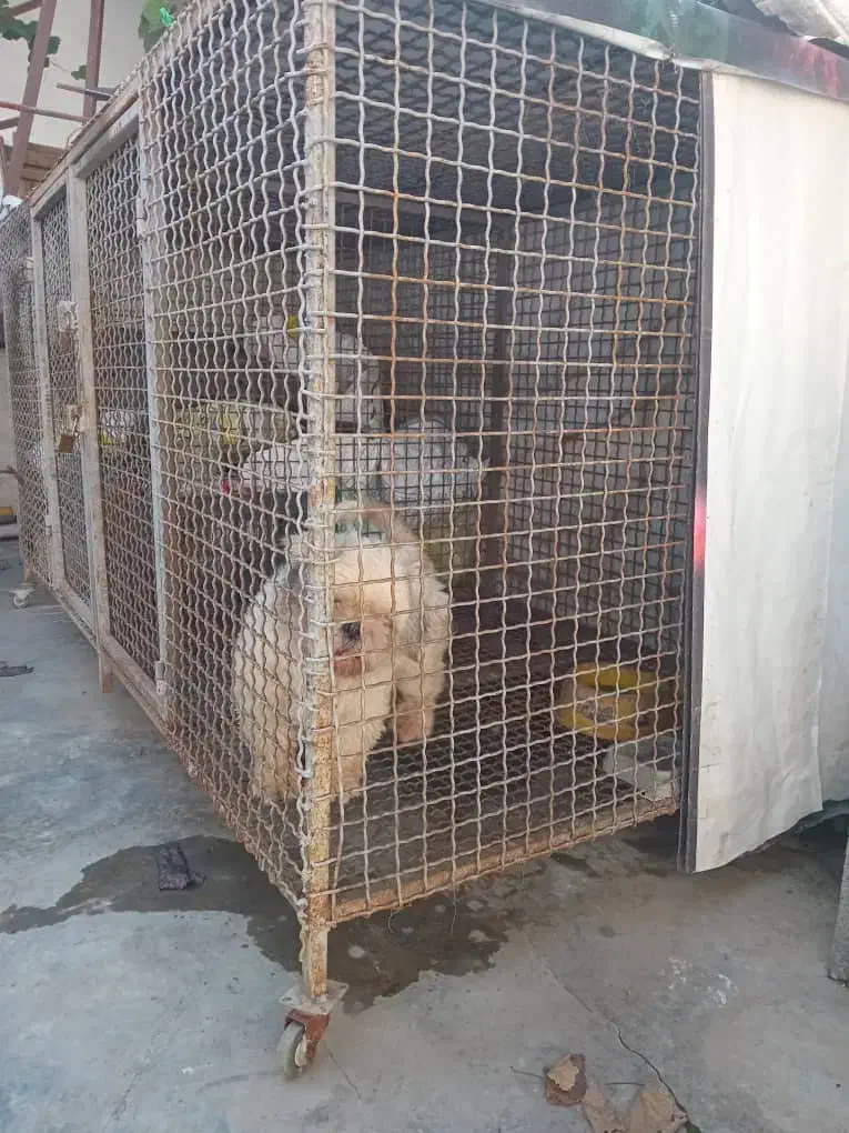 قفس فلزی حرفه ای درحدصفر|لوازم جانبی حیوانات|بابلسر, |دیوار