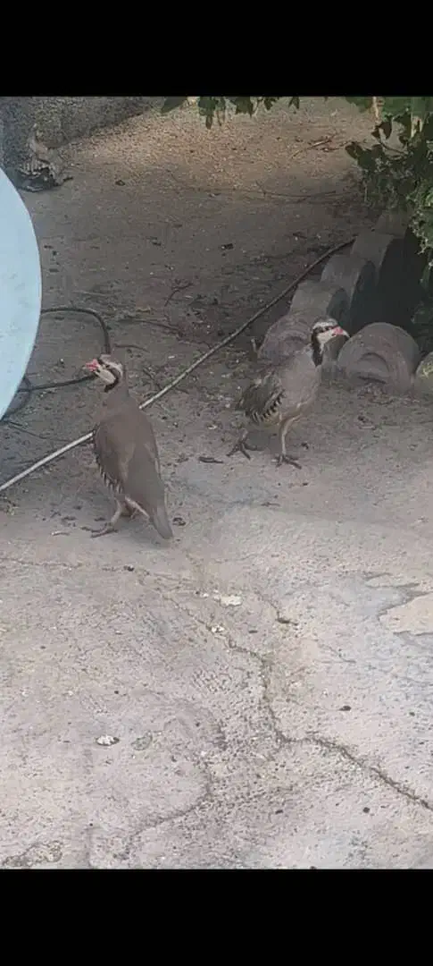 بلدرچین مادر اصلی|پرنده|بهبهان, |دیوار