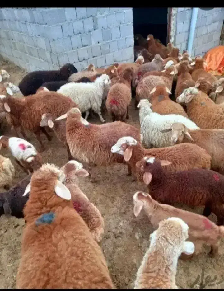 دامداری دام پروری دام قزل افشاری|حیوانات مزرعه|تهران, تهرانپارس غربی|دیوار